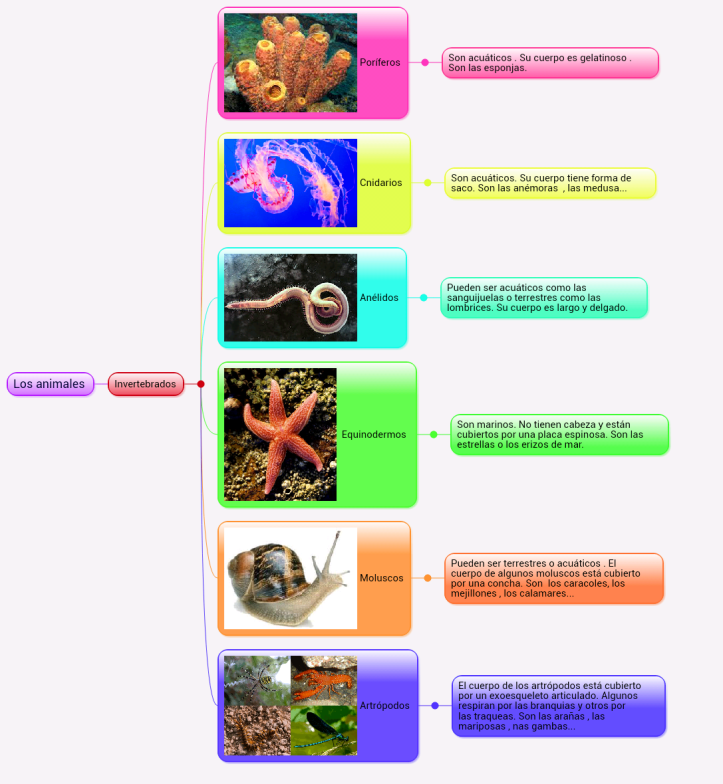 carmen-invertebrados